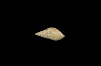 流紋蜷藏品圖，第2張